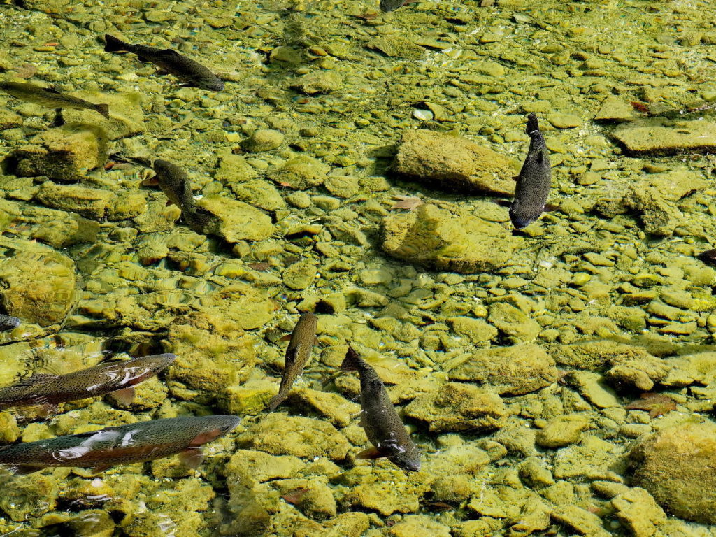 Die Fische fühlen sich im glasklaren Wasser wohl