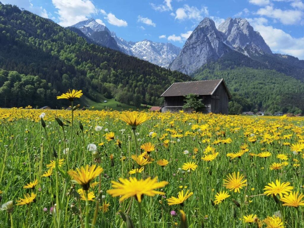 Spaziergang rund um die Toni Alm Garmisch - mit Blick auf den Waxenstein