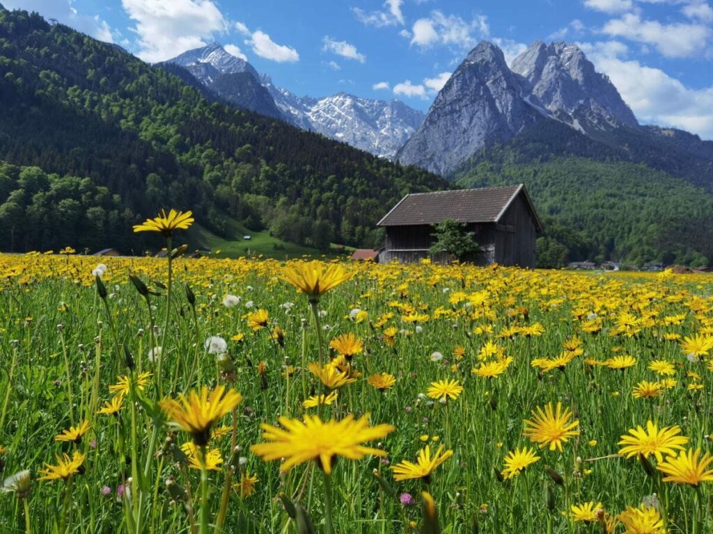 Das Wettersteingebirge fasziniert mit felsigen Gipfeln und blühenden Almwiesen